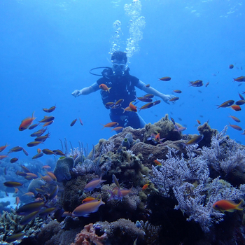 Fundu Lagoon: Tauchen