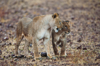 Grootberg Lodge Grootberg Lodge: Löwen