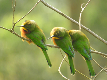 Haven Lodge: Zwergspinte