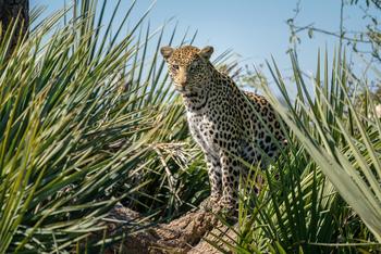 Jao Camp: Leopard