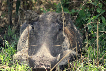 Kasenyi Safari Camp: Warzenschwein