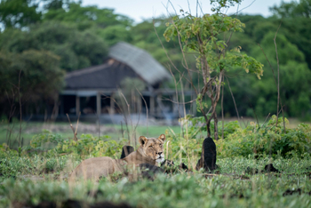 King Lewanika Lodge: Löwe vor der Lodge