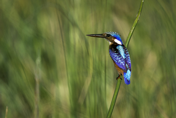 Kuthengo Camp: Half-collared Kingfisher