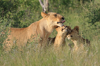 Lagoon Camp Lagoon Camp: Löwegruppe