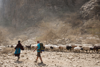 Lake Natron Camp: Ziegenherde