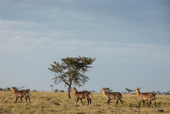 Mahali Mzuri: Wasserböcke