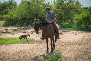 Mashatu Game Reserve: Reiten - Hyänenbegegnung