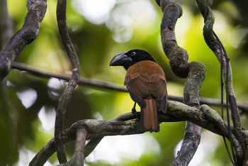 Masoala Forest Lodge: Helmet Vanga