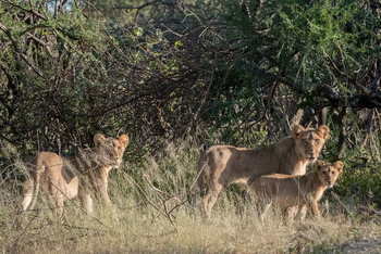 Mogogelo Camp Mogogelo Camp: Löwenfamilie