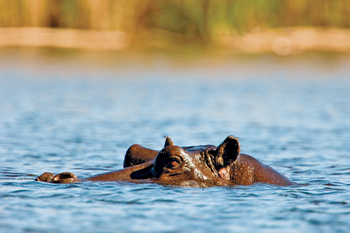 Moremi Game Reserve: Hippo