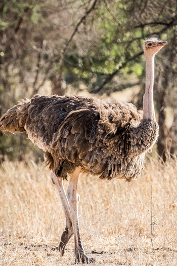 Naona Moru Camp: Weiblicher Strauß