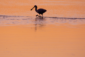 Nata Lodge Nata Lodge: Löffler