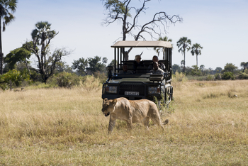 Nxabega Okavango Tented Camp: Löwin