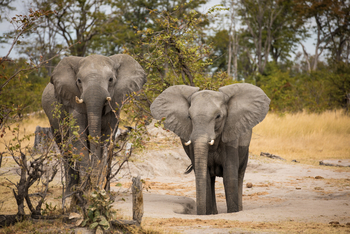 Okavango Explorers Camp Okavango Explorers Camp: Junge Elefanten