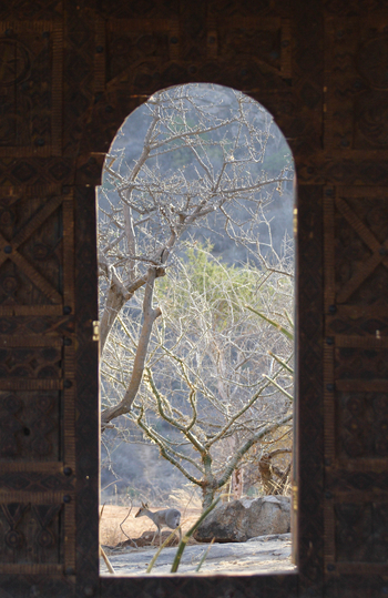 Saruni Samburu: Zentrales Kudu House Klippspringer