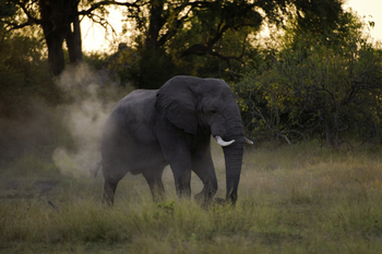 Savuti Camp Savuti Camp: Elefantenbulle