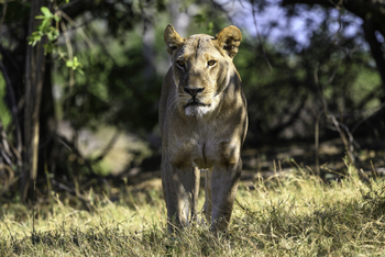 Savuti Camp Savuti Camp: Löwin im Gras