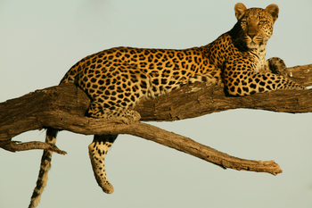 Selinda Camp Selinda Camp: Leopard auf Ast