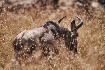 Serian Camps: Gnu
