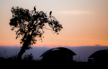 Serondela Lodge: Zwei Vögel auf kahler Akazie bei Abenddämmerung