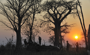 Shenton Safaris: Game Drives