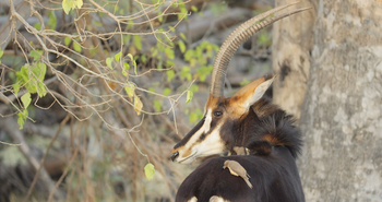 Shinde Footsteps Shinde Footsteps: Rappenantilope