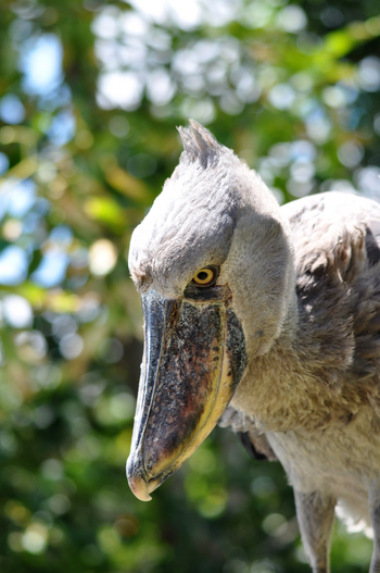 Shoebill Island Camp Shoebill Island Camp: Abu Markub - Arabisch für Schuhschnabel