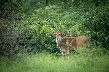 Singita Pamushana Lodge: Elenantilope
