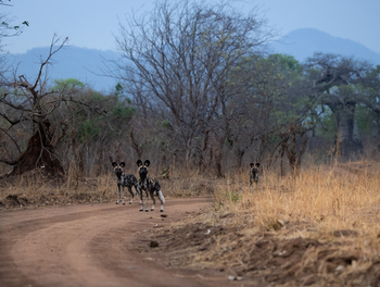 Sungani Lodge: Wildhunde