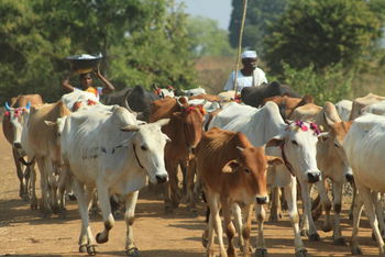 Svasara Jungle Lodge: Viehtrieb