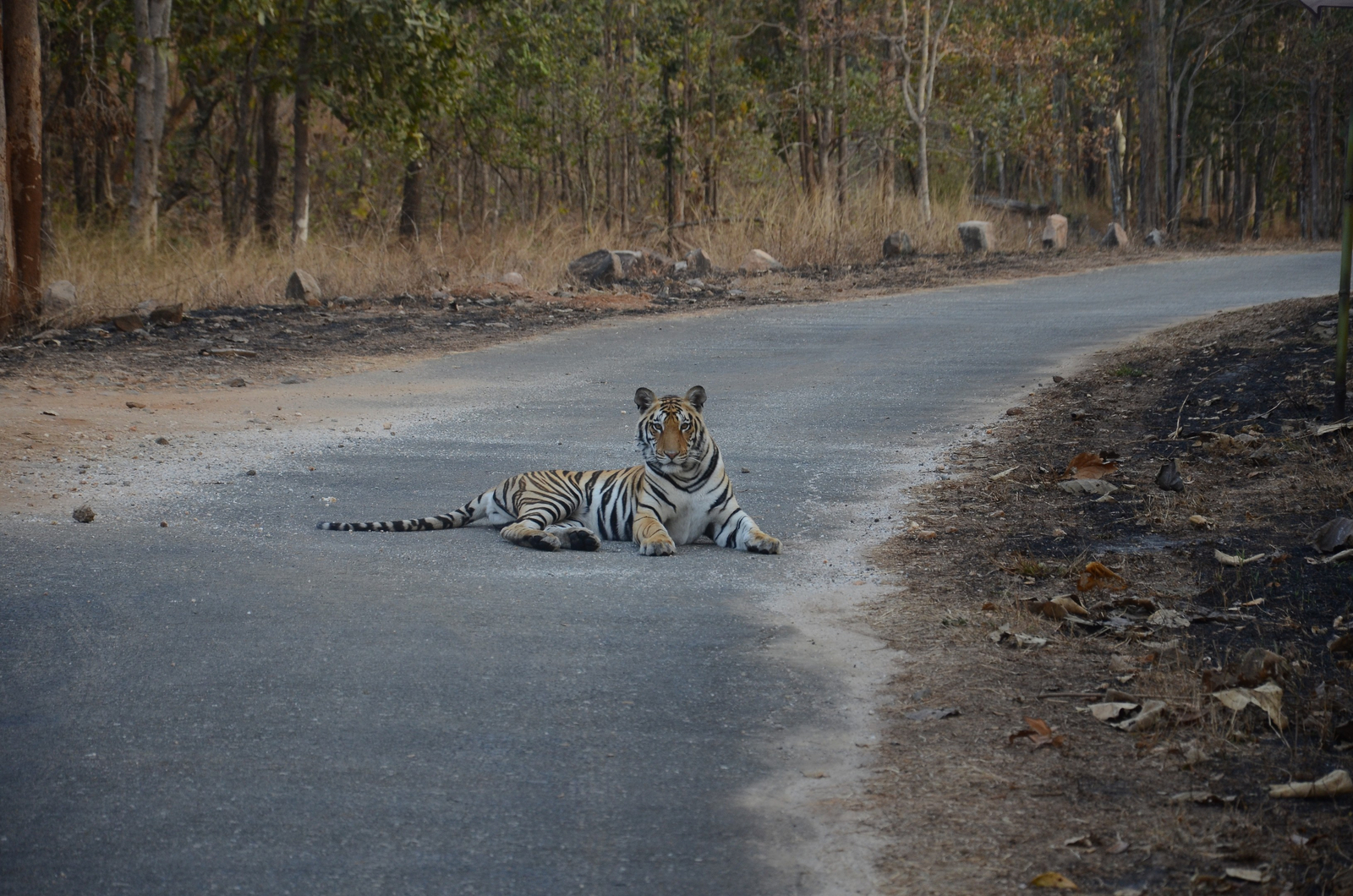 Tathastu Resort Pench Tathastu Resort Pench: Subadult Tiger