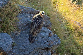 Vanghat: Bearded Vulture