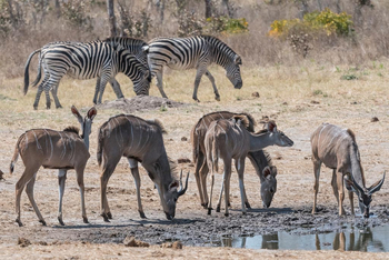 Verney's Camp: Zebras und Kudus