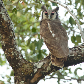 Vundu Camp Vundu Camp: Milchuhu