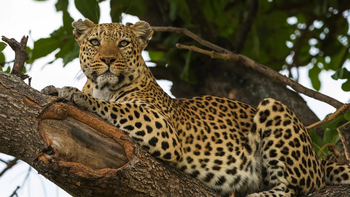 Xigera Safari Lodge Xigera Safari Lodge: Leopard im Baum