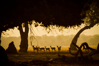 Zambezi Expeditions: Tierwelt im Sonnenuntergang