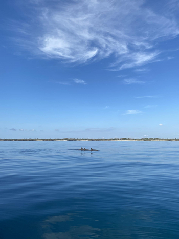 Alfajiri Villas Alfajiri Villas: Delfin Sichtung