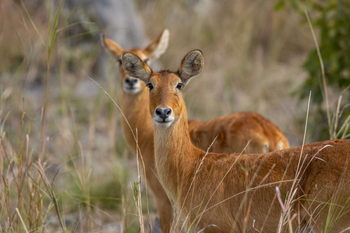 Anantara Tented Camp Kafue River: Zwei Antilopen im sanften Morgenlicht