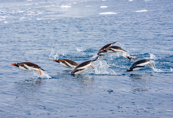 Antarktis: Eselspinguine springen durch eisige Gischt