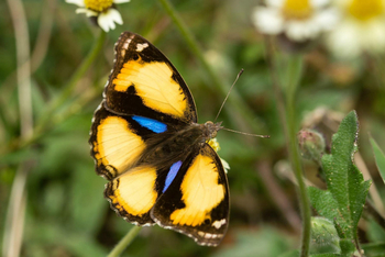 Bamboo Forest Safari Lodge: Oriental Yellow Pansy