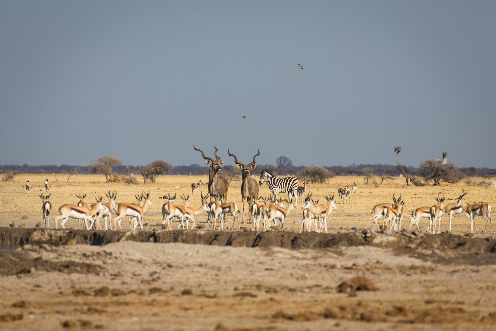 Boteti River Camp Boteti River Camp: Kudus und Springböcke