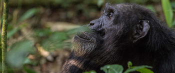 Budongo Eco Lodge: Schimpansengesicht