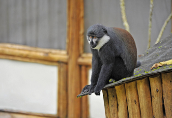Buhoma Lodge: Sitzender L'Hoest Monkey