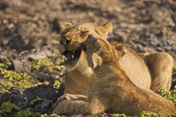 Bushcamp Company: Löwin mit Jungtier