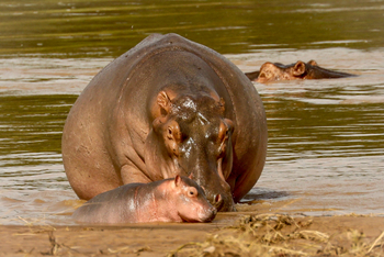 Chikunto Safari Lodge Chikunto Safari Lodge: Hippo Cow mit Baby