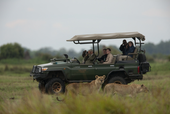 Duba Plains Camp: Zwei Löwinnen