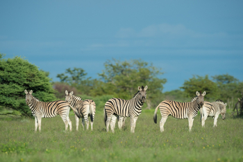 Etosha Heights Game Reserve: Tiere und Landschaft