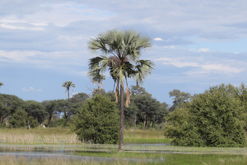 Imvelo Safaris Imvelo Safaris: Ilala-Palme im Sumpf