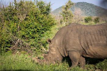 Jamala Madikwe: Nashorn auf Gräsern bei Tageslicht