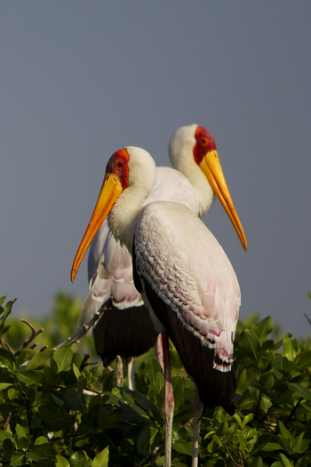 Kanana Camp: Vogelkolonie - Nimmersattpaar